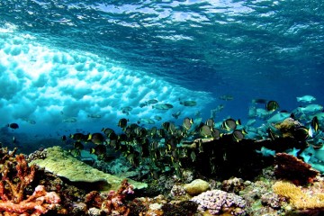Researchers Have Just Discovered Why Florida’s Coral Reefs Have Been Dying At A Rapid Pace